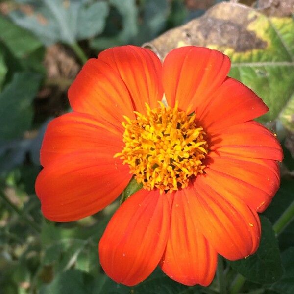 Tithonia rotundifolia Cvet