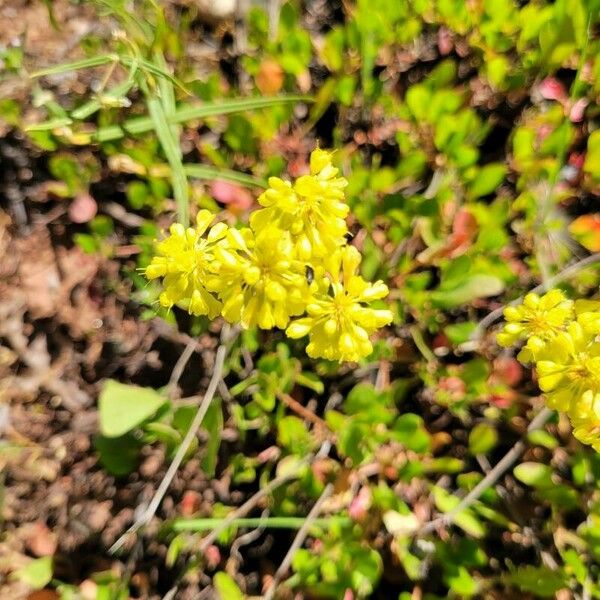 Eriogonum umbellatum Цвят