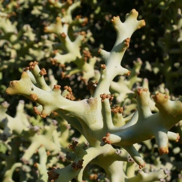 Euphorbia stenoclada 葉