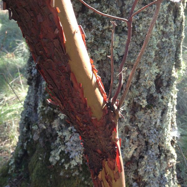 Arbutus menziesii Bark