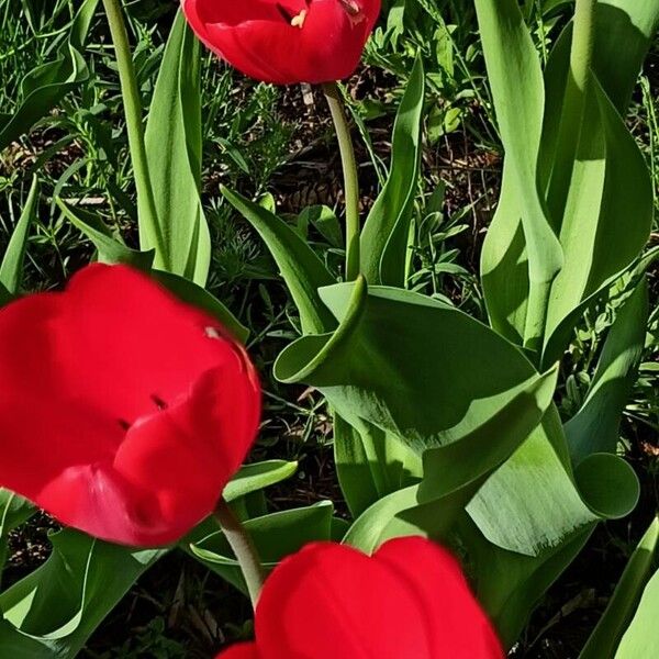 Tulipa agenensis Blüte