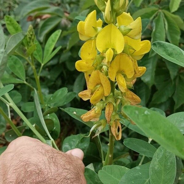 Crotalaria micans Flower