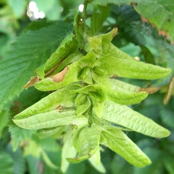 Carpinus betulus Fruit