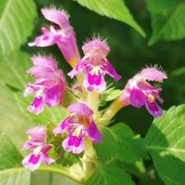 Galeopsis pubescens 花