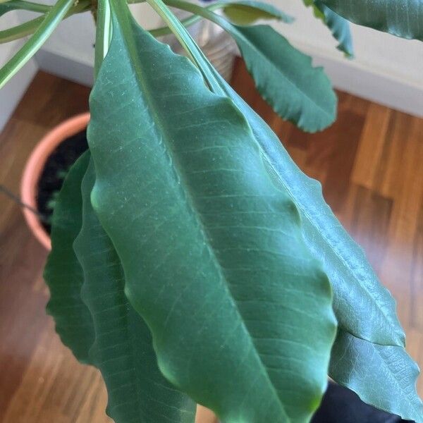 Euphorbia canuti Leaf