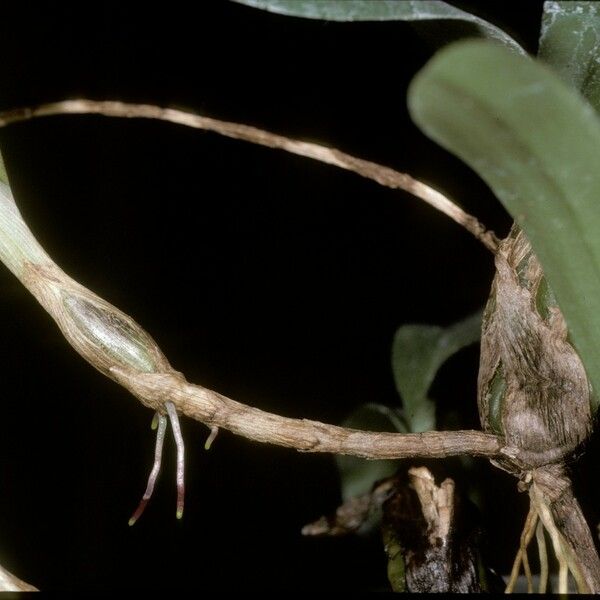 Bulbophyllum falcatum Kabuk