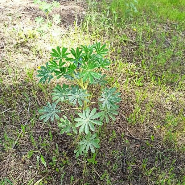 Lupinus cosentinii Leaf