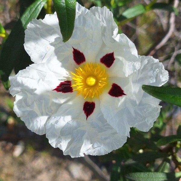 Cistus ladanifer फूल