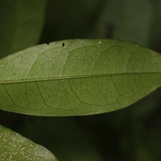 Tapura guianensis Deilen