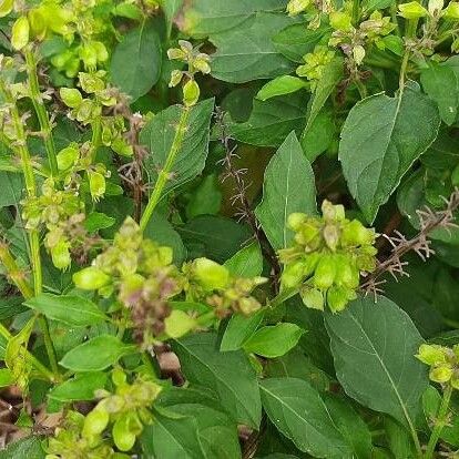 Ocimum campechianum Flower