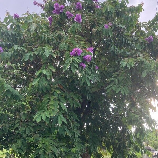 Lagerstroemia speciosa Folio