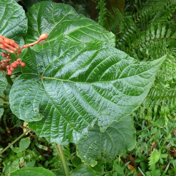 Clerodendrum speciosissimum Листок