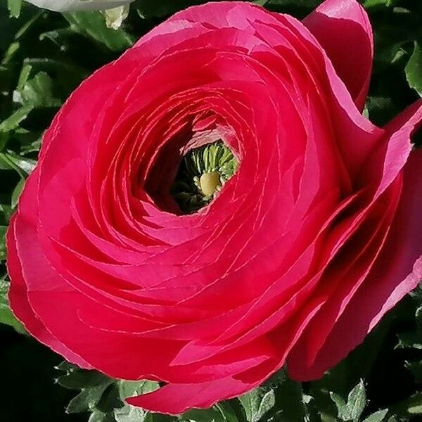 Ranunculus asiaticus Květ