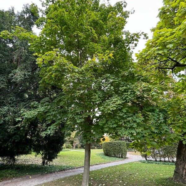 Acer cappadocicum Habit