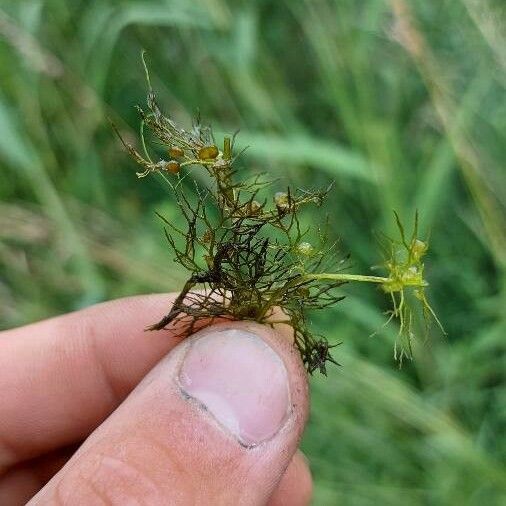 Utricularia vulgaris Leht