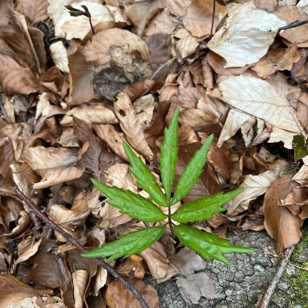 Cardamine heptaphylla Leaf