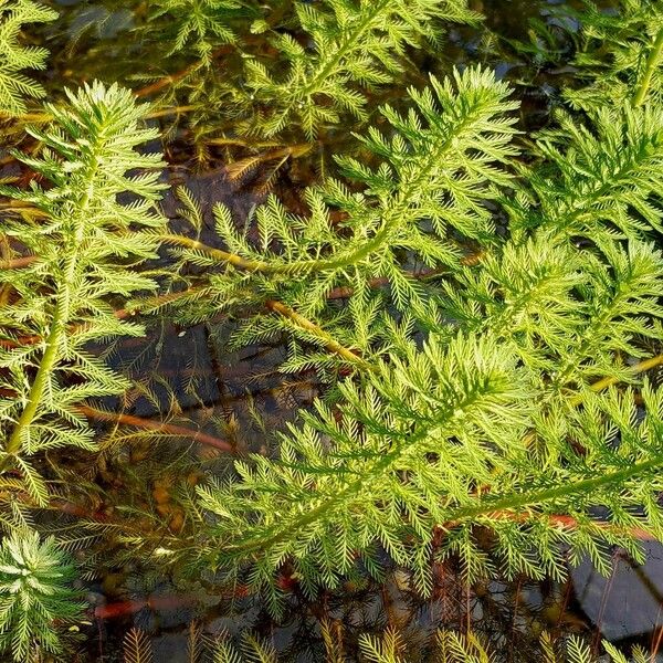 Myriophyllum aquaticum Fuelha