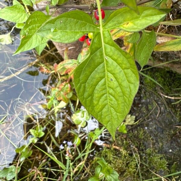 Solanum dulcamara Hostoa