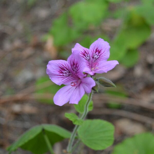 Pelargonium cucullatum Кветка