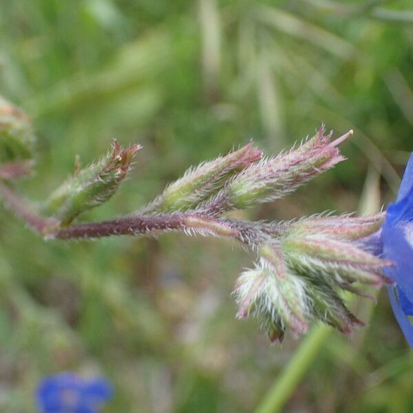 Anchusa azurea 花