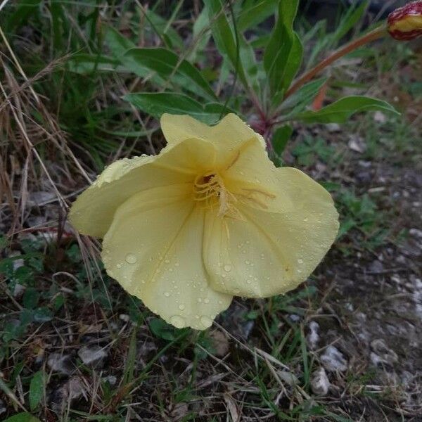 Oenothera macrocarpa Цветок