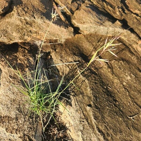 Hyparrhenia filipendula Elinympäristö