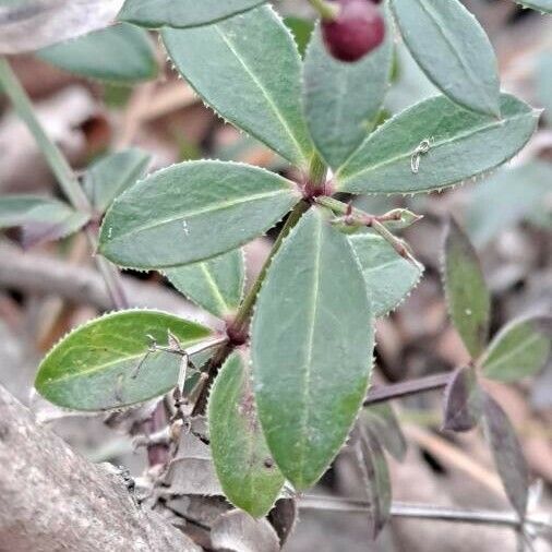 Rubia peregrina Blad