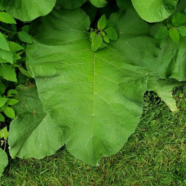 Arctium lappa Hoja