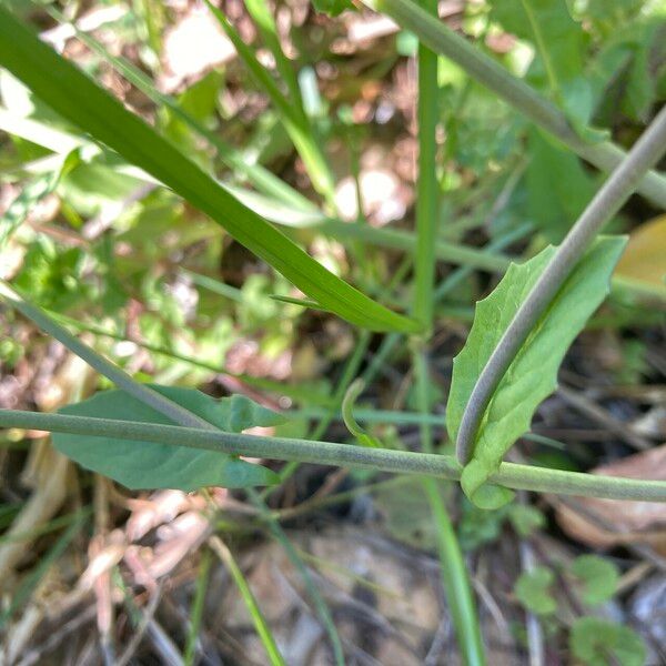 Calepina irregularis Leaf