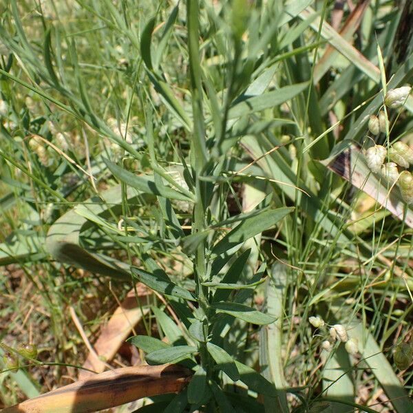 Linaria angustissima Levél