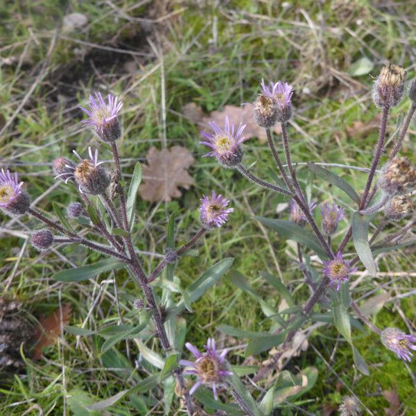 Erigeron acris Fiore