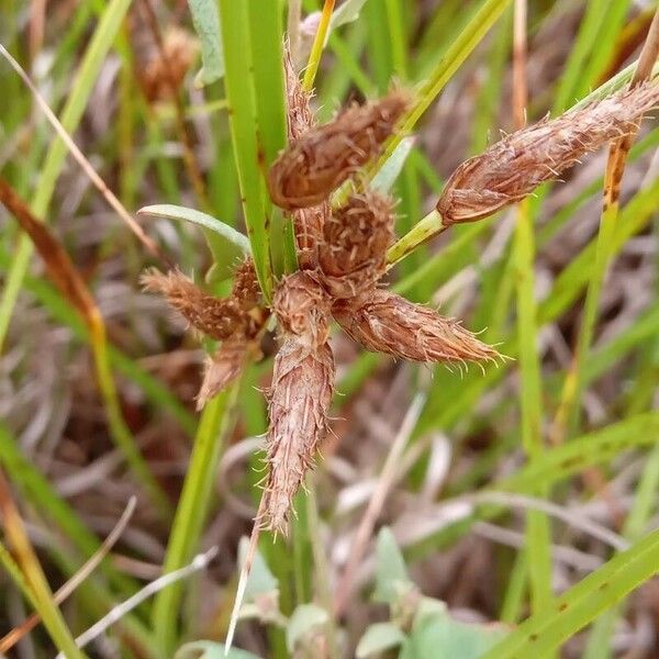 Bolboschoenus maritimus Flower