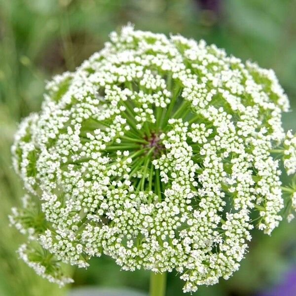 Visnaga daucoides Flower