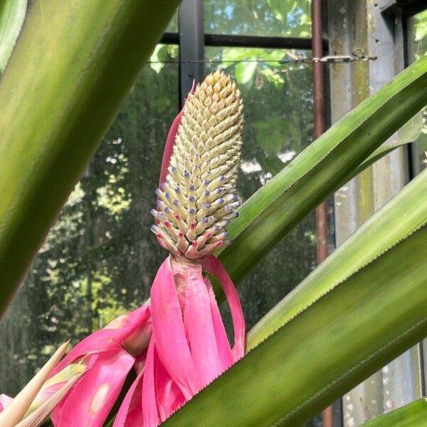 Aechmea mariae-reginae Květ