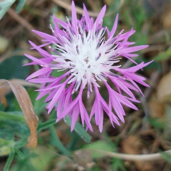 Centaurea napifolia Цвят