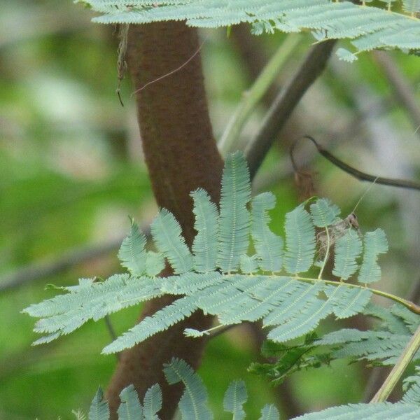 Calliandra houstoniana Hoja