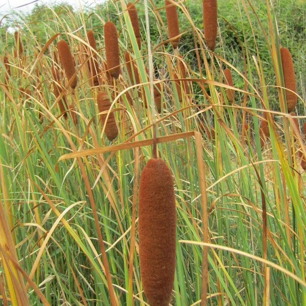 Typha laxmannii Çiçek