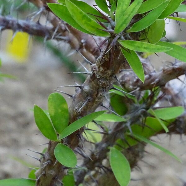 Euphorbia milii Feuille