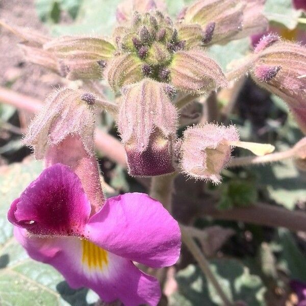 Proboscidea louisianica Flower