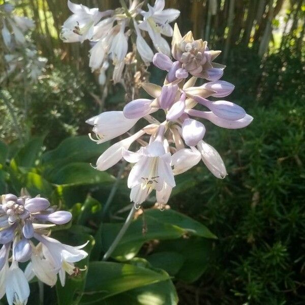 Hyacinthoides hispanica Цвят