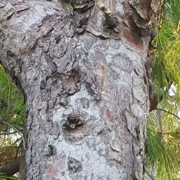 Pinus halepensis خشب