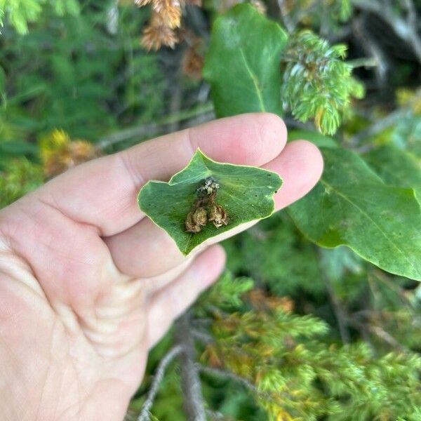 Lonicera dioica Fruit