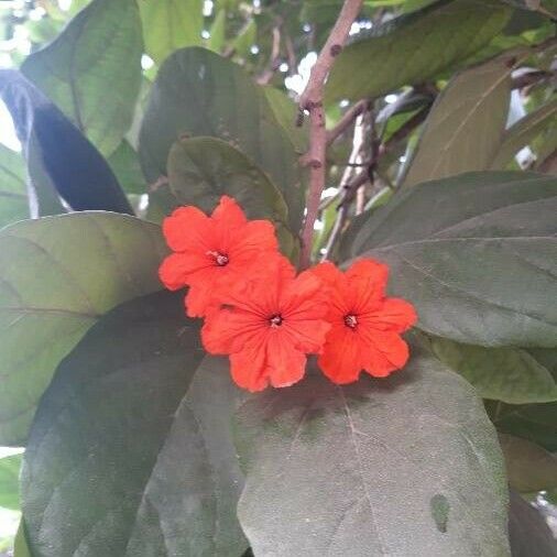 Cordia africana फूल