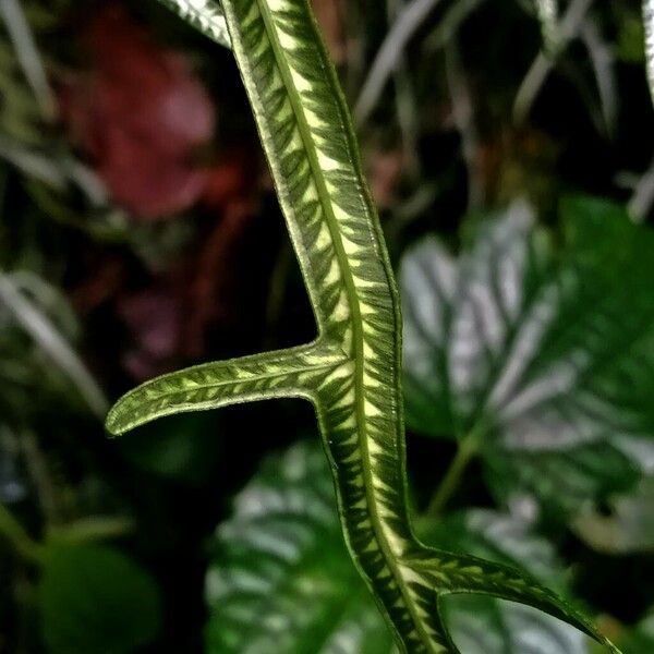 Pteris ensiformis Leaf