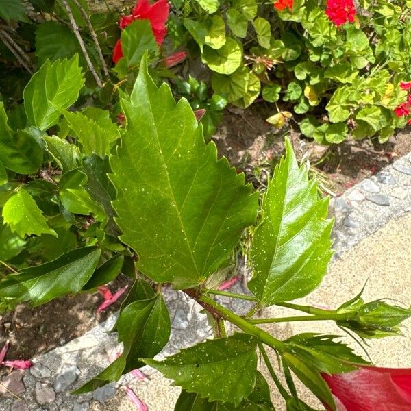 Hibiscus fragilis Folla