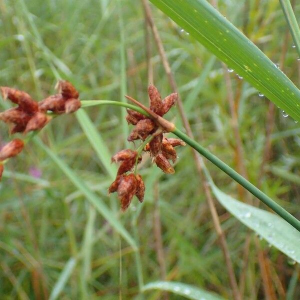 Schoenoplectus tabernaemontani Fruit