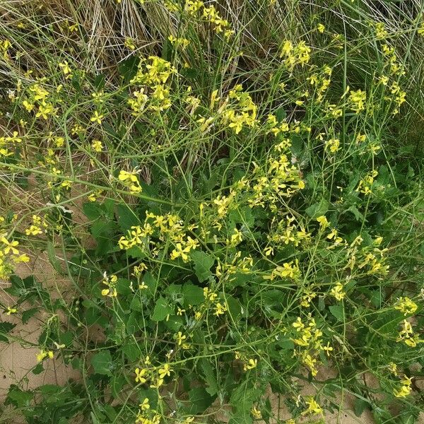 Raphanus raphanistrum Habit