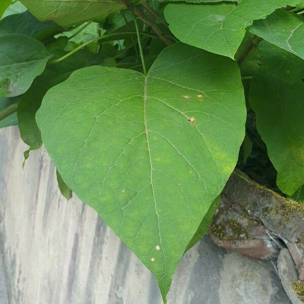 Catalpa speciosa List