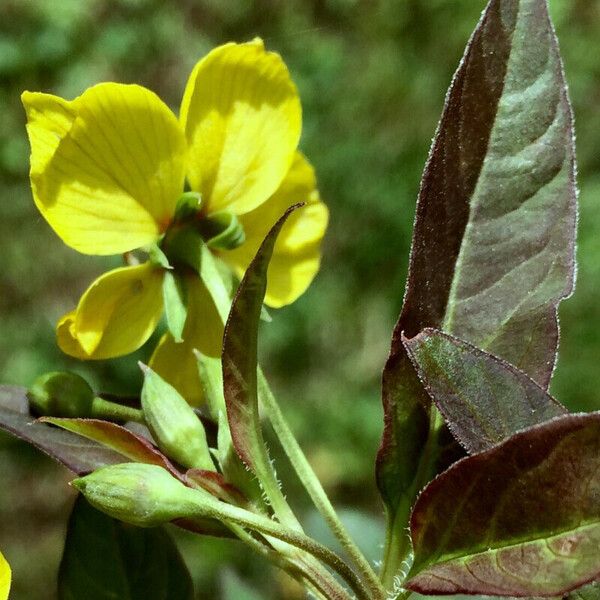 Lysimachia ciliata Λουλούδι