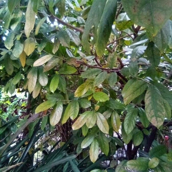 Saraca indica Leaf